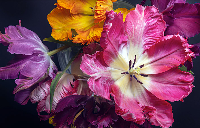 A vibrant arrangement of multicolored tulips with ruffled petals, positioned in a vase, set against a dark background. The flowers exhibit shades of pink, purple, and yellow, radiating vividness.