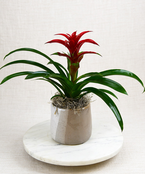 Urban Bromeliad