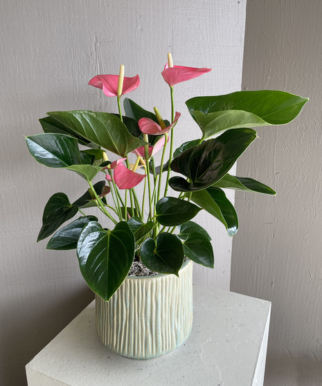 Tropical Heart - Anthurium Plant