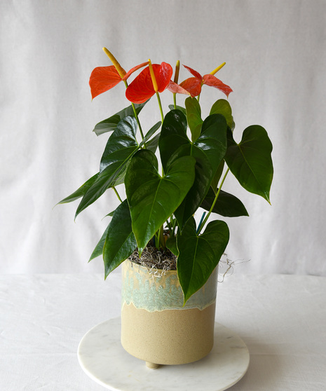 Tropical Heart - Anthurium Plant