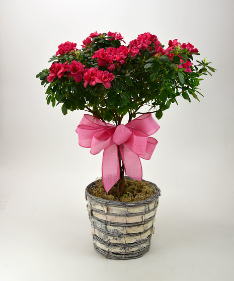 Azalea Topiary