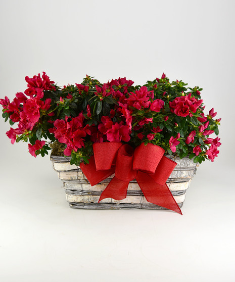 Double Azalea Basket