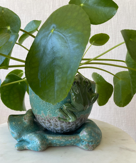 Ribbit!  Ready to jump into your life.  A cascading piliea plant, looking like lily pads, is presented in an earthy green stoneware bowl with a frog saucer base. 