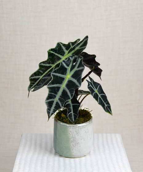 The Alocacia, Elephant ear plant, has bold, graphic, statement leaves is presented in a neutral two-tone ceramic vessel. 