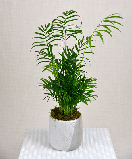 Neanthe Bella Palm (Parlor Palm) presented in a neutral two-tone ceramic vessel.   Beginner-Friendly