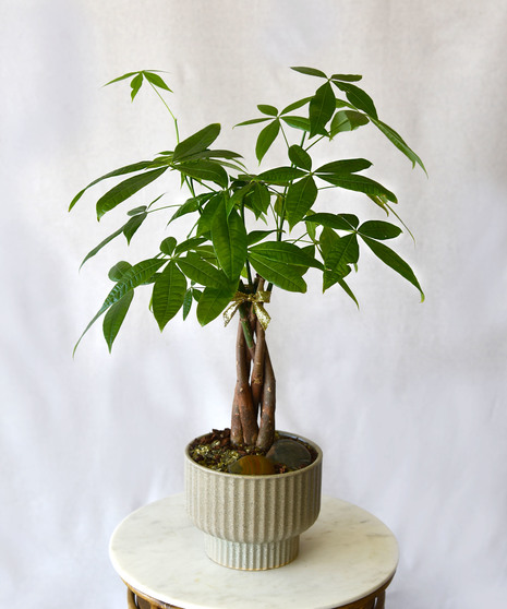 Mini Money Tree