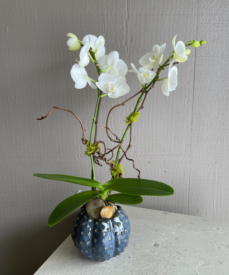 The Twilight orchid shimmers with the hint of light. A rich blue ceramic sea shell vessel with a mini phalaenopsis orchid plant