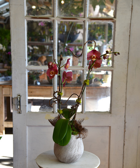 Exotic Phalaenopsis Orchid Plant in a ceramic container 