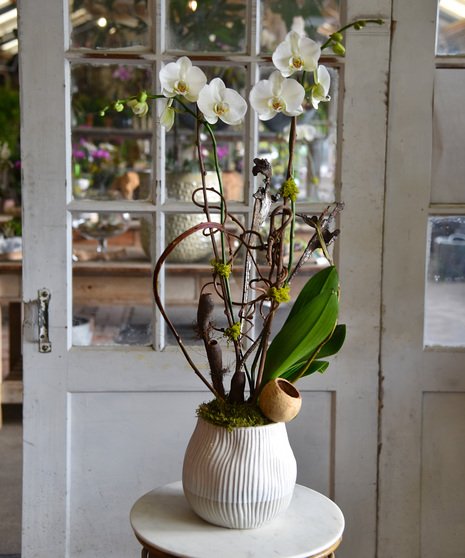 Exotic Phalaenopsis Orchid Plant in a ceramic container 