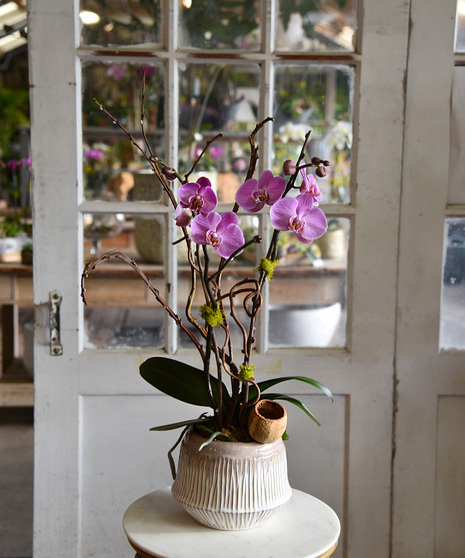 Exotic Phalaenopsis Orchid Plant in a ceramic container 