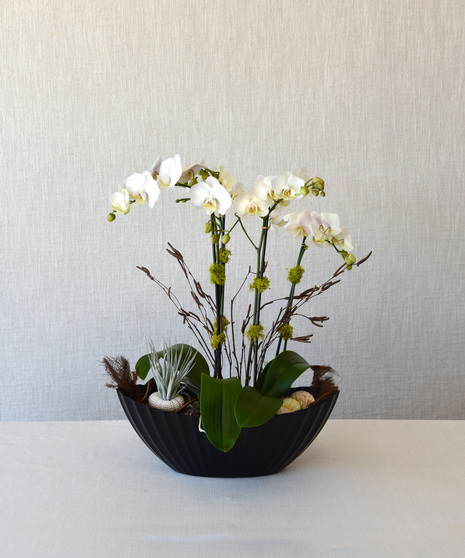 Set in a large boat shaped container with large  orchid plants  each having multiple butterfly shaped  blooms. Decorative sticks, moss, and shells adorn  this arrangement.