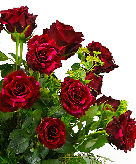 Four Dozen Red Roses - Same Day Delivery San Mateo